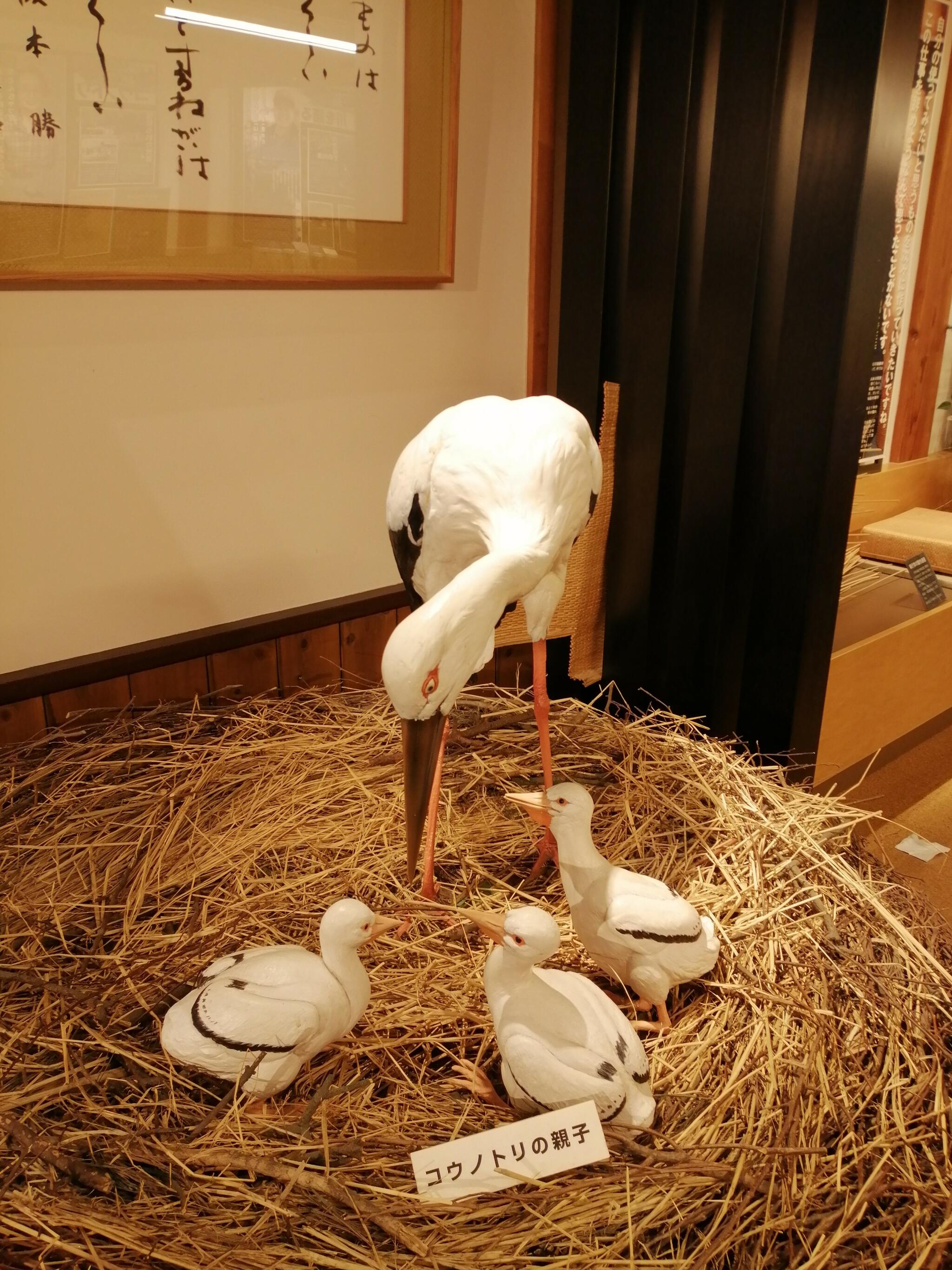 豊岡市立コウノトリ文化館の代表写真5