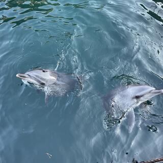 伊豆・三津シーパラダイス - 沼津市内浦長浜/水族館 | Yahoo!マップ