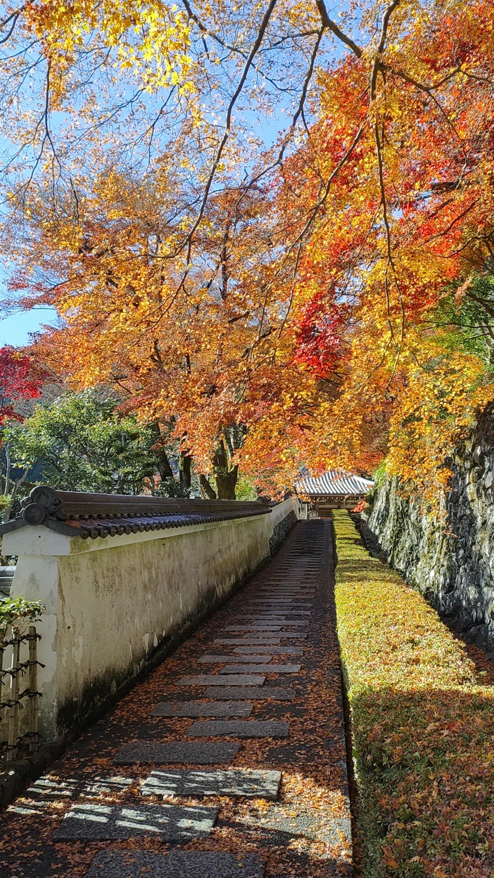 善峯寺の代表写真10