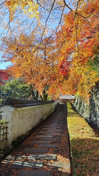 善峯寺のクチコミ写真1