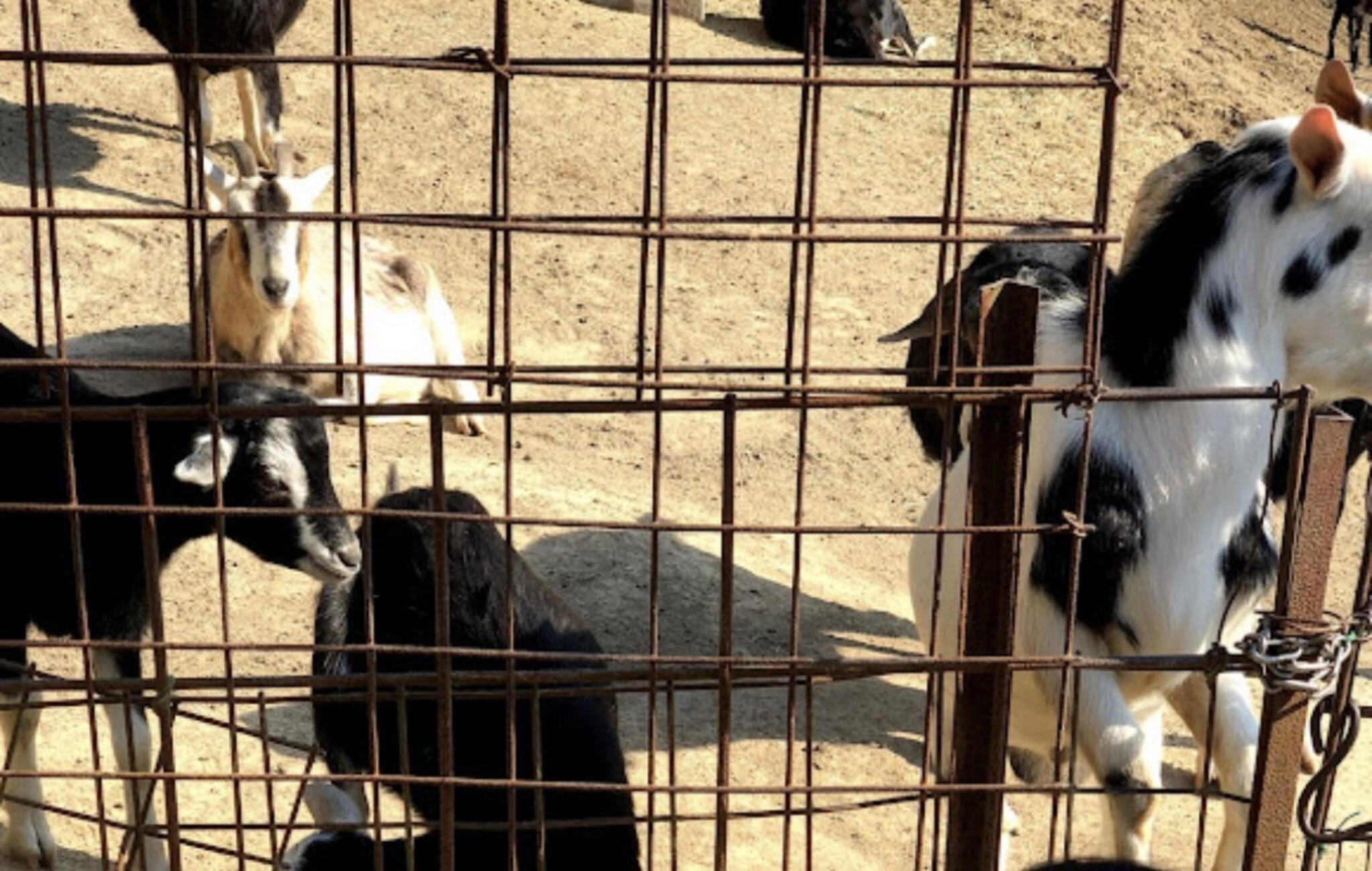 渋川 動物 公園 人気 ベビーカー