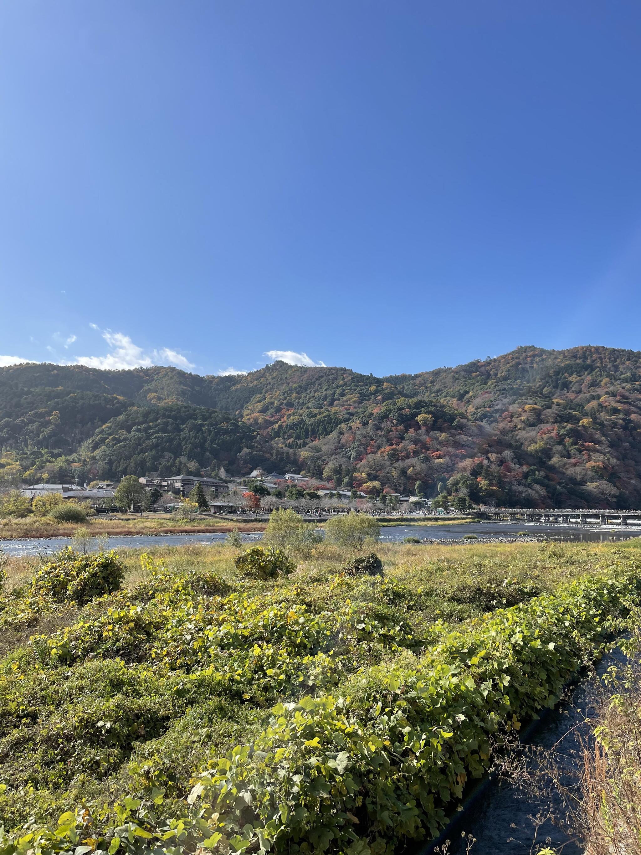 京都嵐山 花のいえの代表写真8