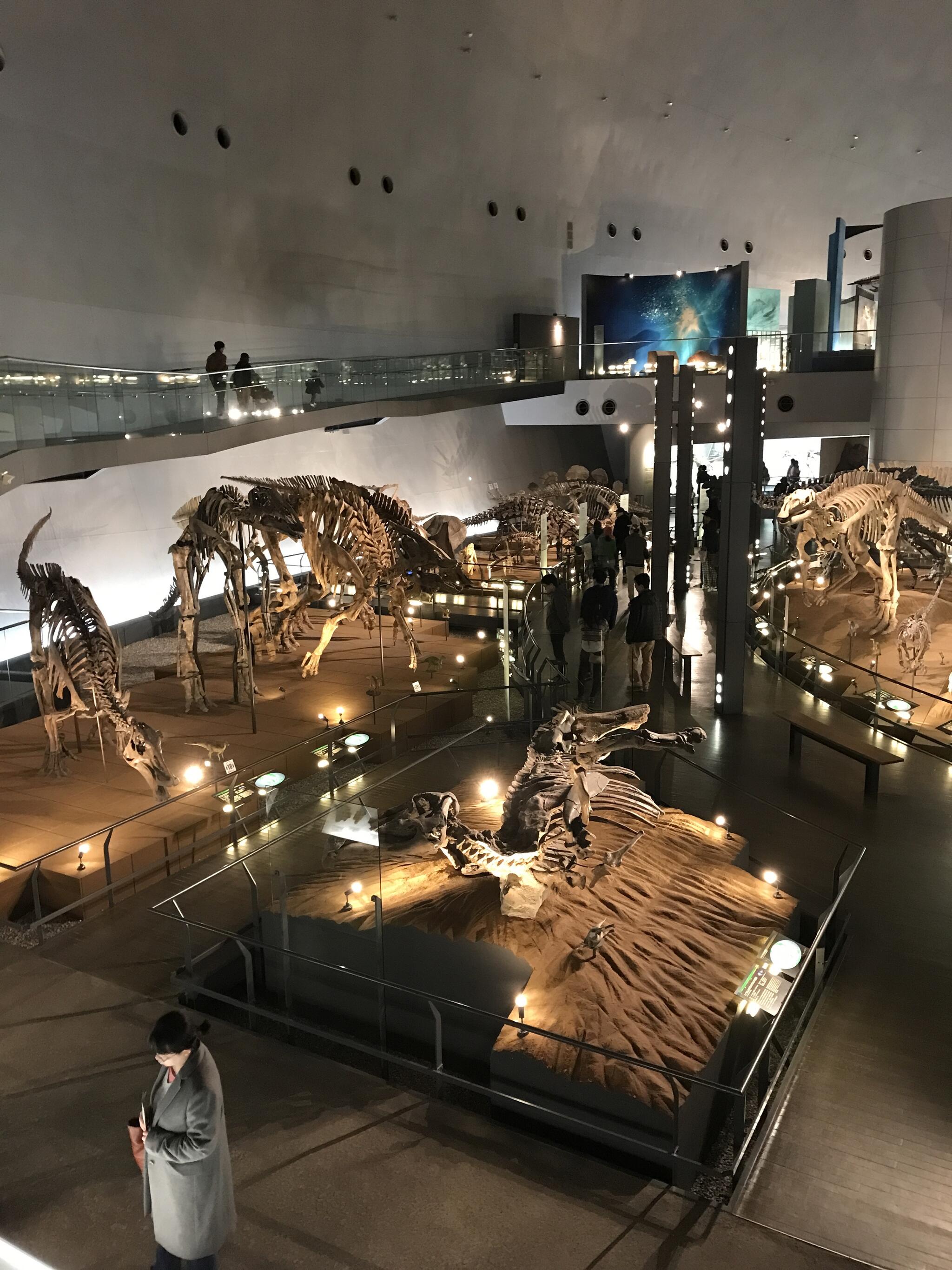 福井県立恐竜博物館の代表写真4