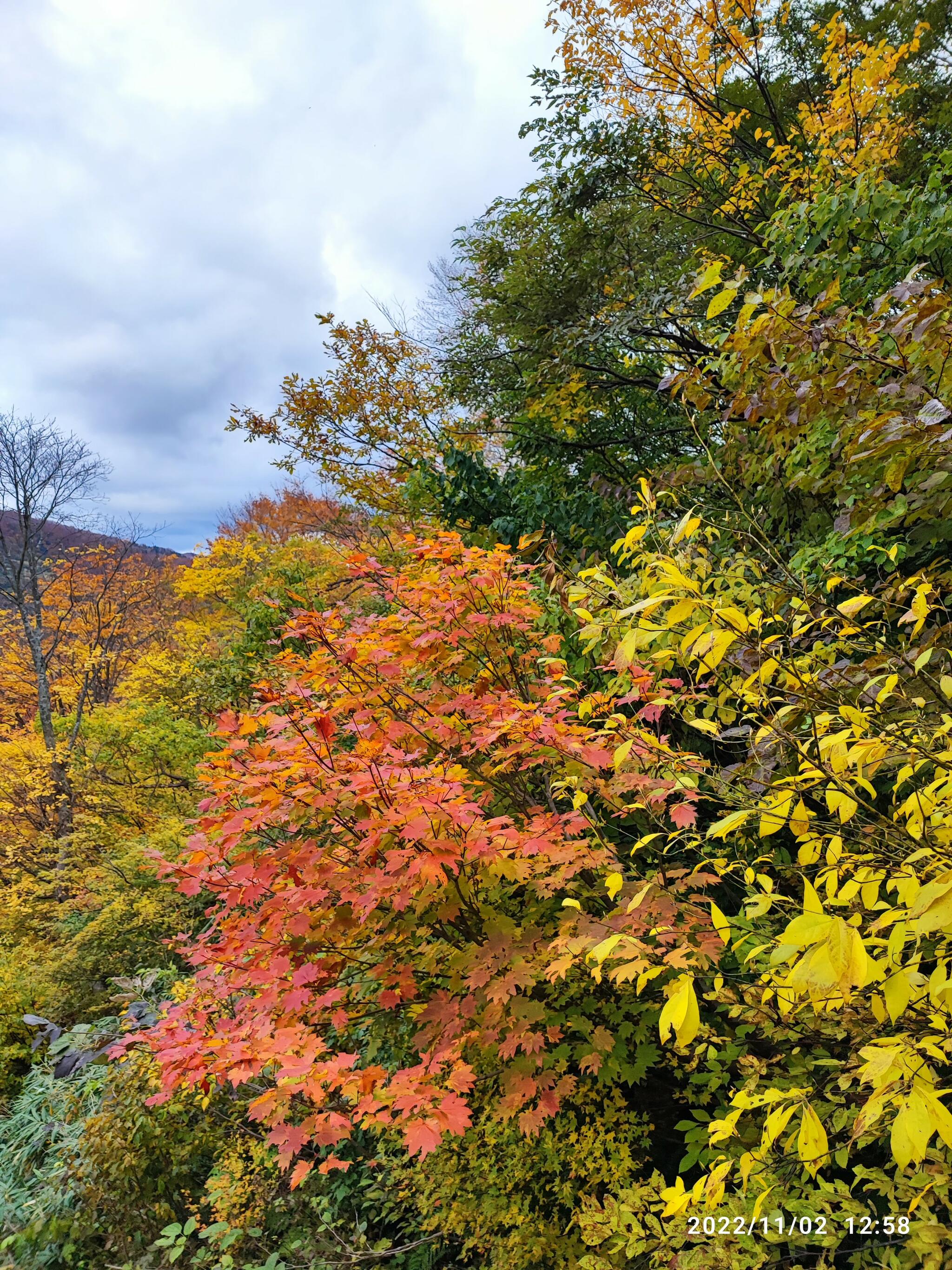 湯沢高原パノラマパーク(ロープウェイ・アルプの里)の代表写真10