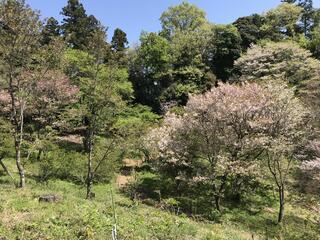 森林総合研究所 多摩森林科学園のクチコミ写真1