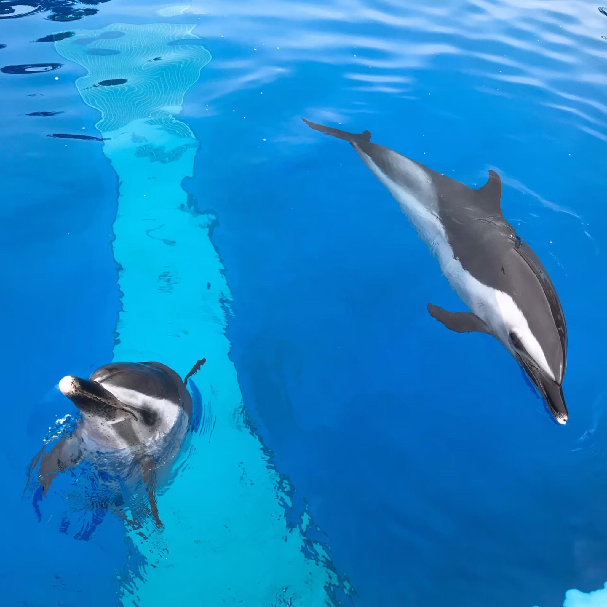 大分マリーンパレス水族館「うみたまご」の代表写真10