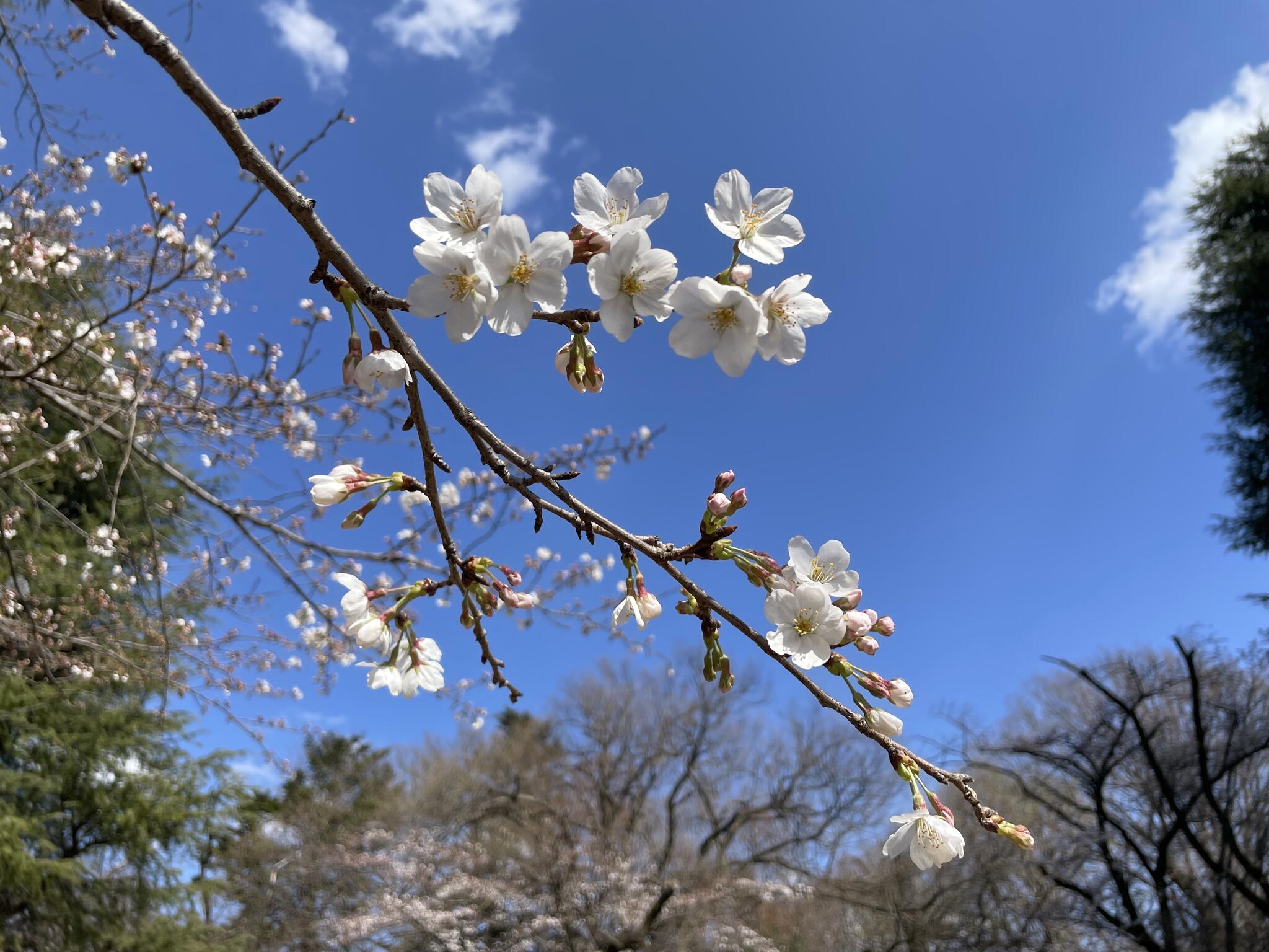 県立狭山自然公園の代表写真8