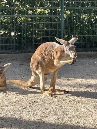 動物の森のクチコミ写真1