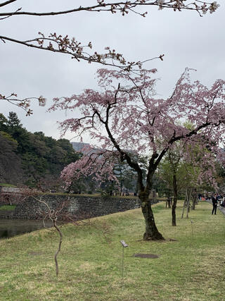 千代田区立九段坂公園のクチコミ写真1