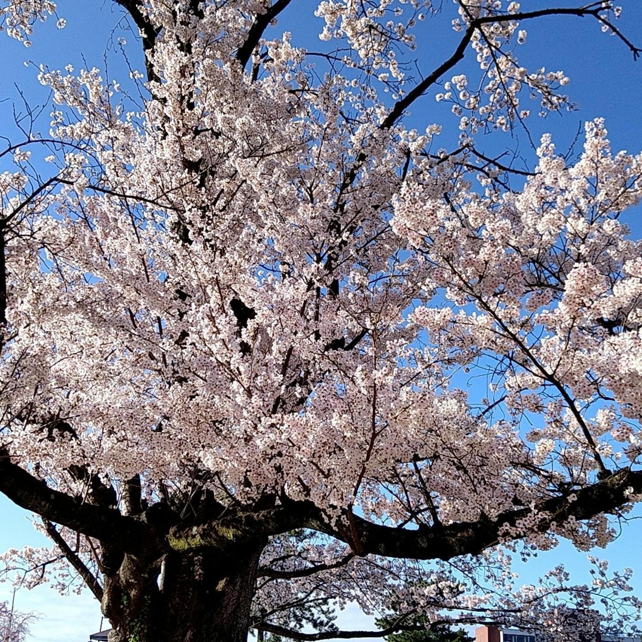 桜の森公園の代表写真7