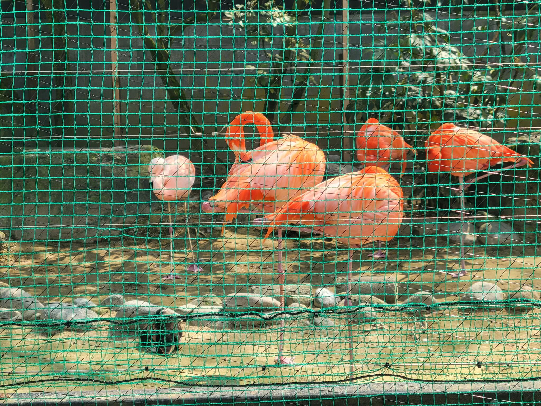 高岡古城公園動物園の代表写真5