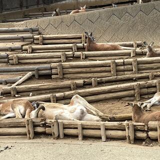 多摩動物公園の写真3