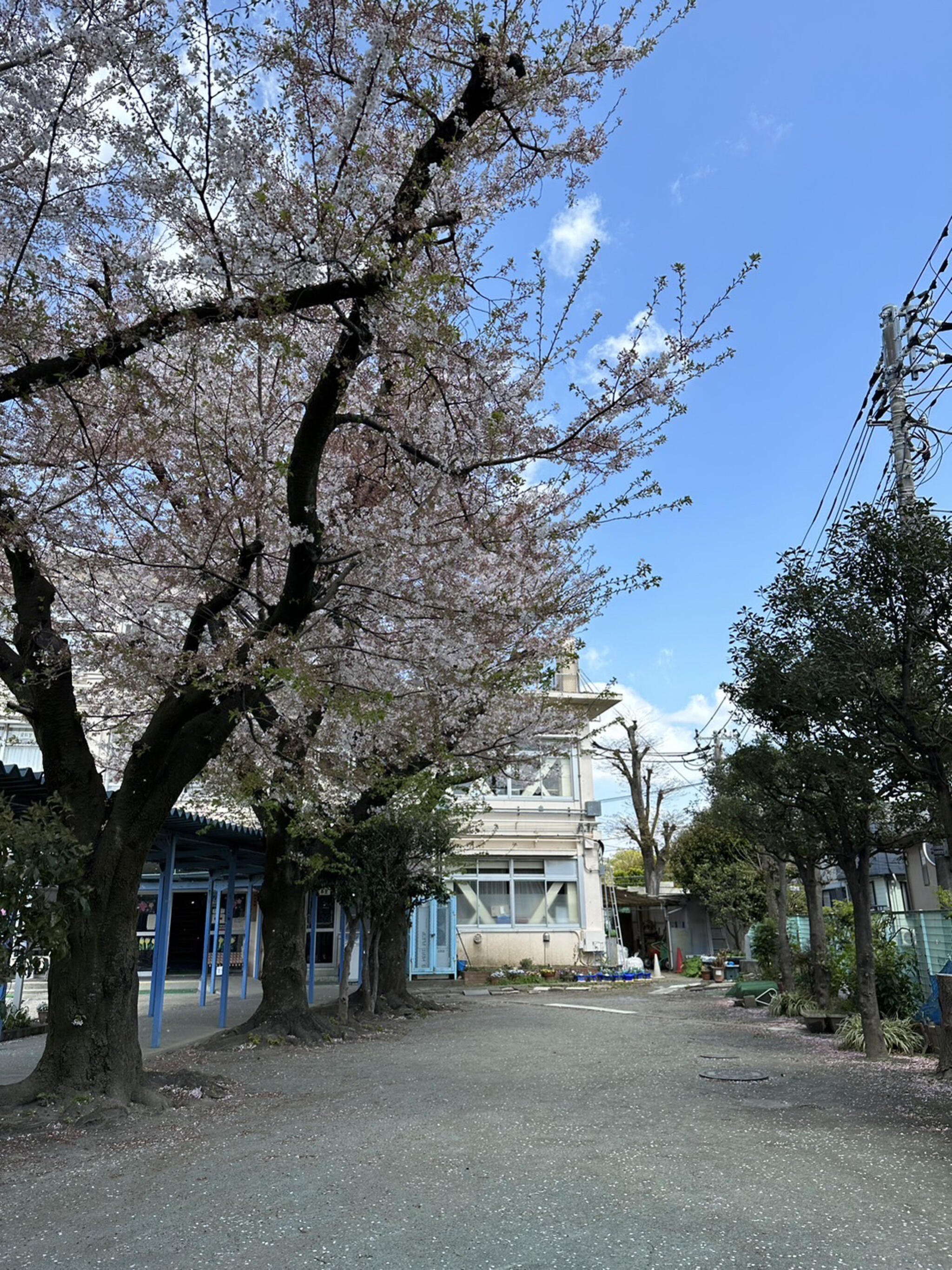 世田谷区立砧小学校の代表写真3