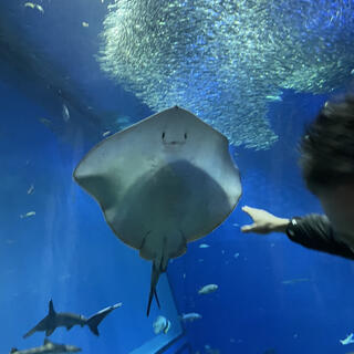 アクアワールド茨城県大洗水族館の写真3