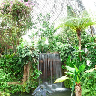 夢の島熱帯植物館のクチコミ写真1