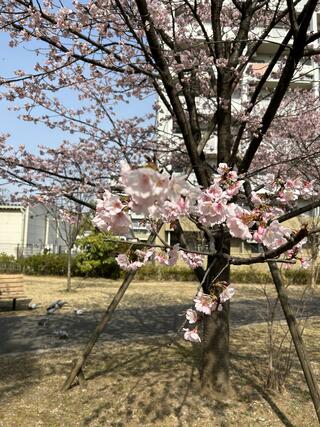 福岡中央公園のクチコミ写真1