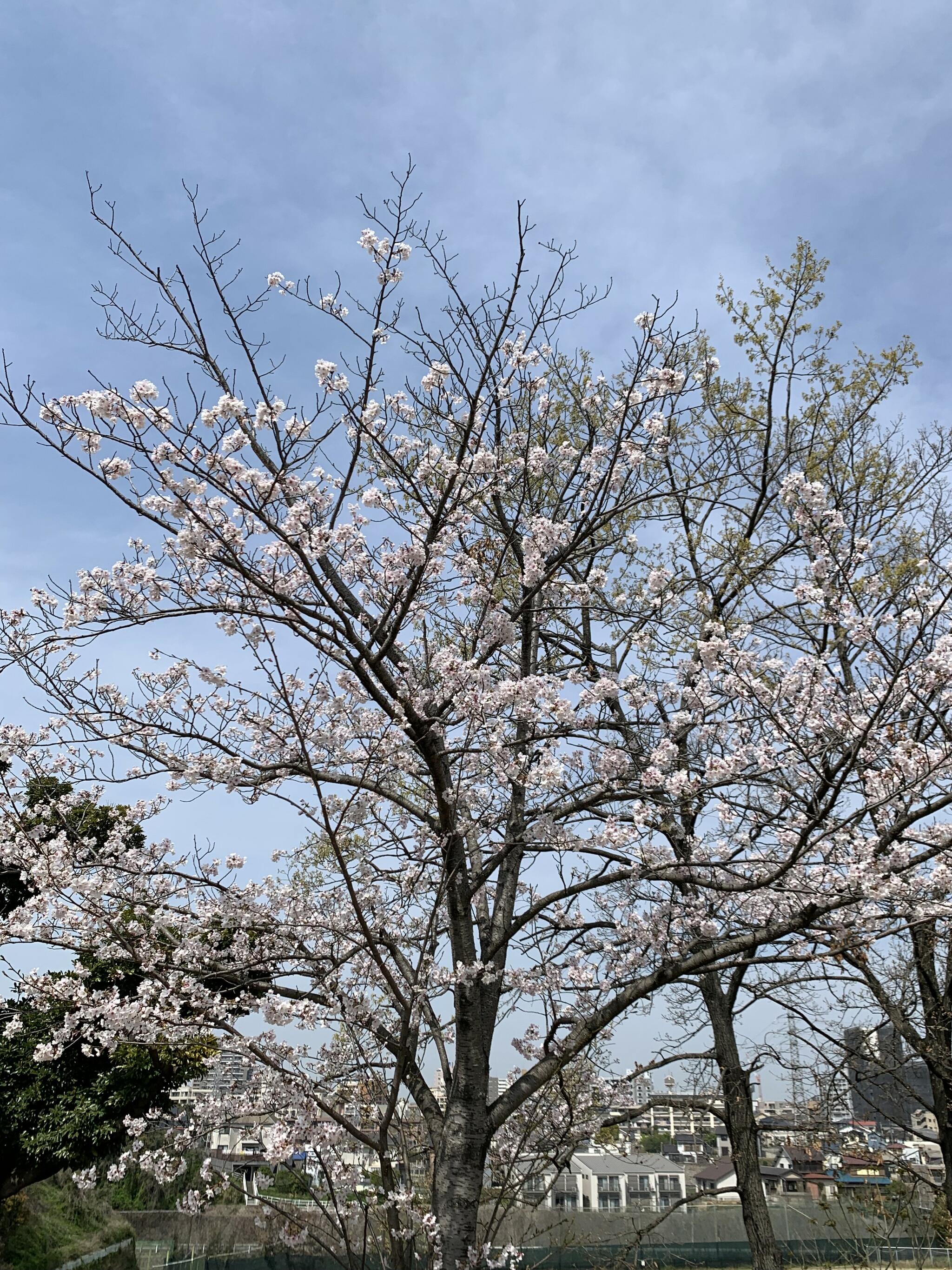 愛宕神社の代表写真7