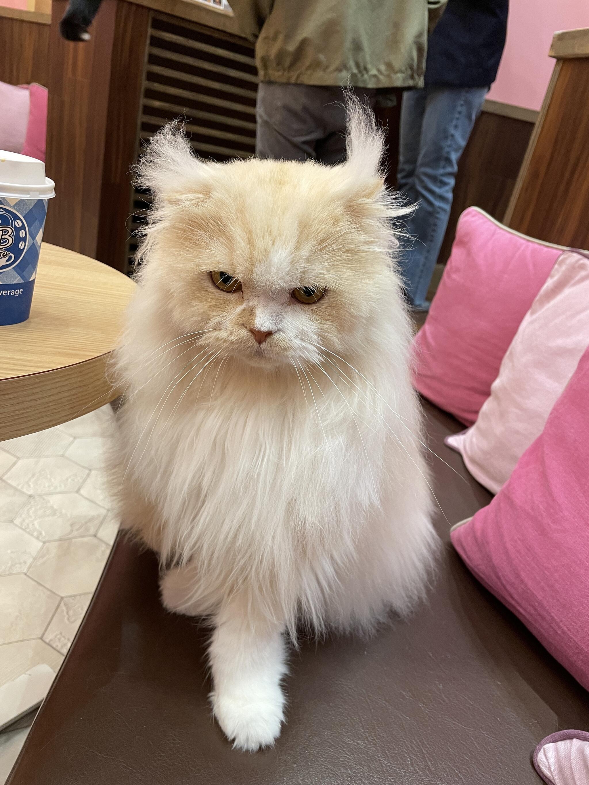 猫カフェ MOCHA イオンモール大日店の代表写真4