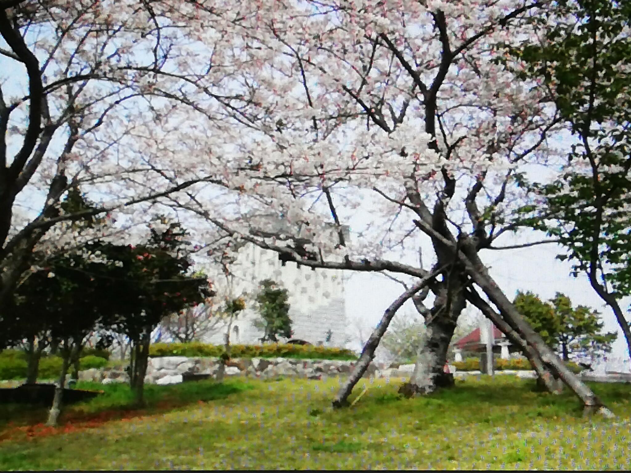 大山公園の代表写真4