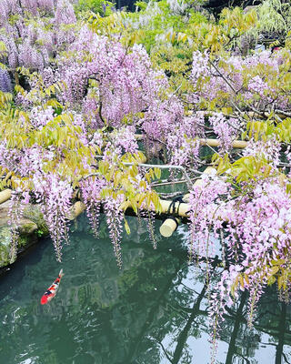 春日大社 萬葉植物園のクチコミ写真5
