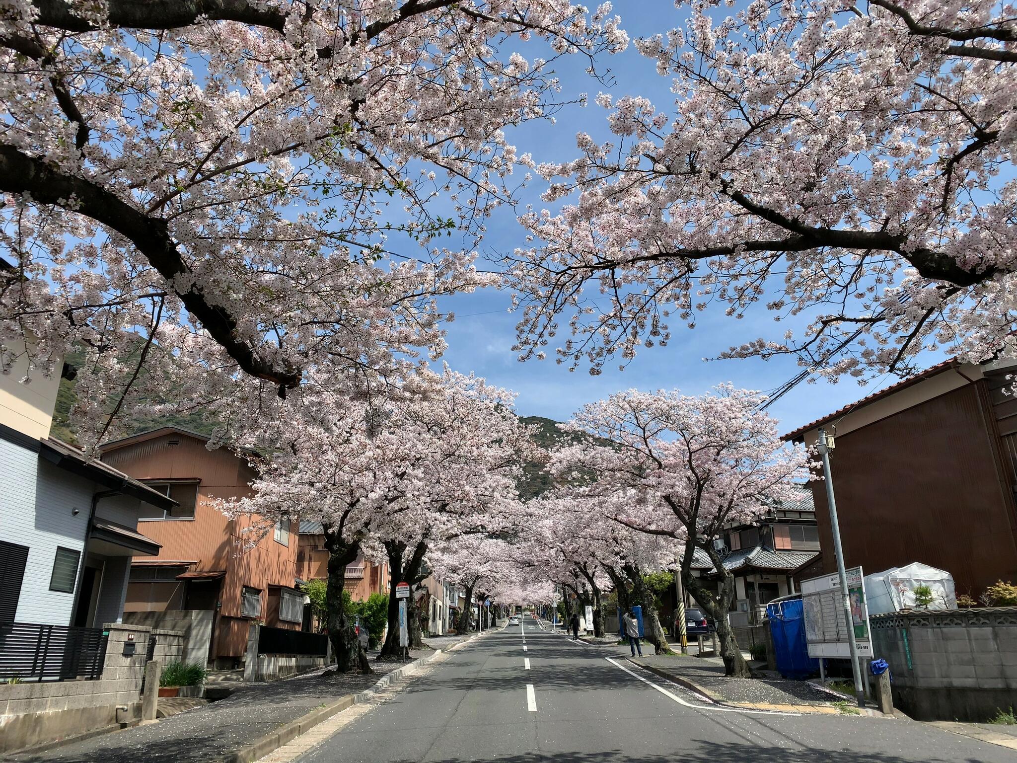 安部山公園の代表写真7