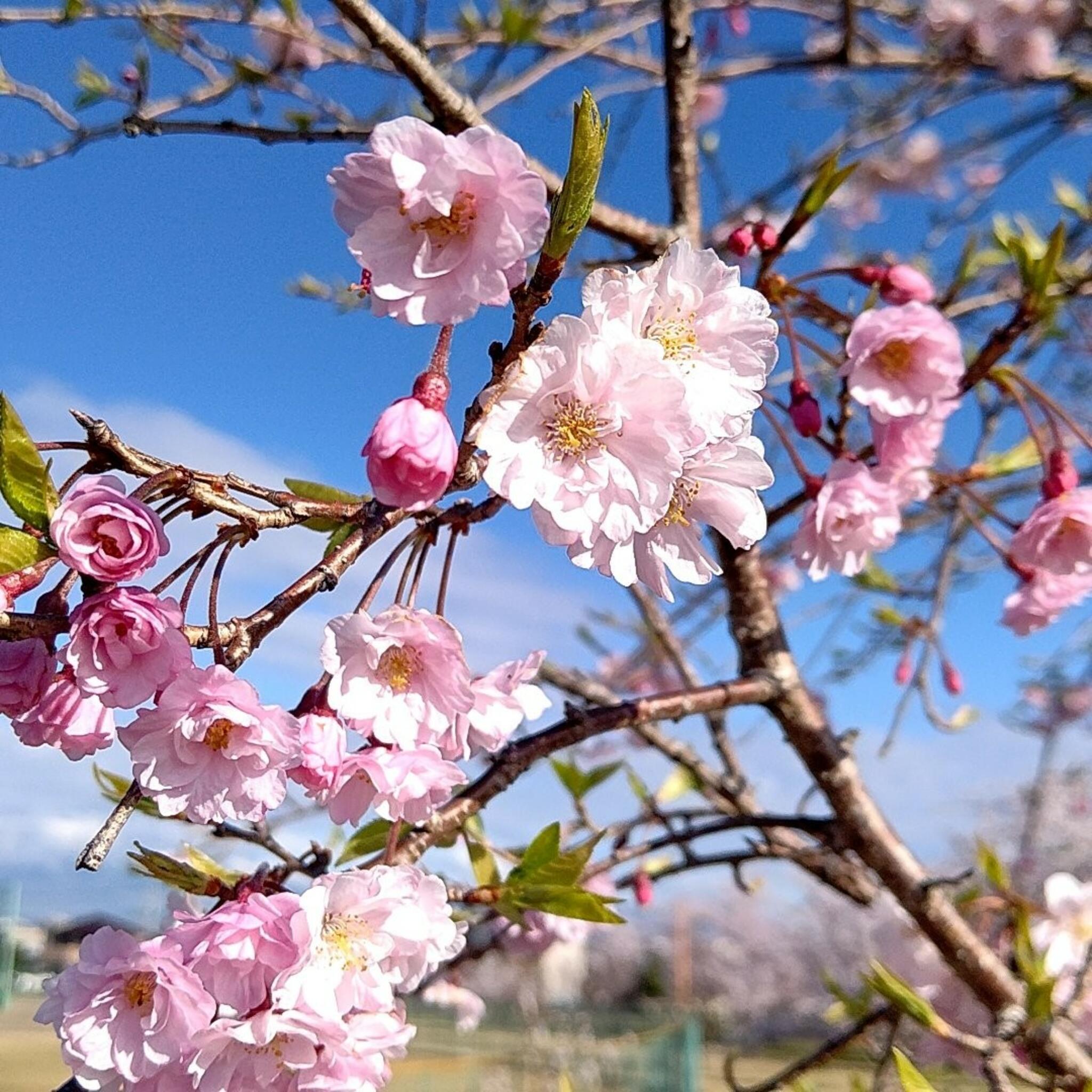 桜の森公園の代表写真5