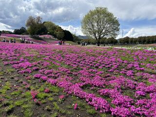 みさと芝桜公園のクチコミ写真3