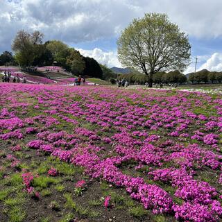 みさと芝桜公園の写真2
