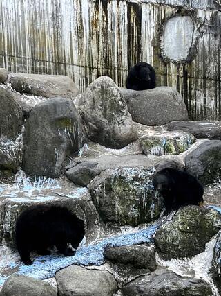 奥飛騨クマ牧場のクチコミ写真1