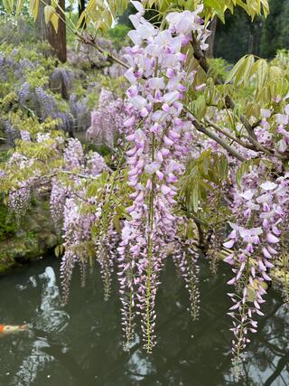 春日大社 萬葉植物園のクチコミ写真7