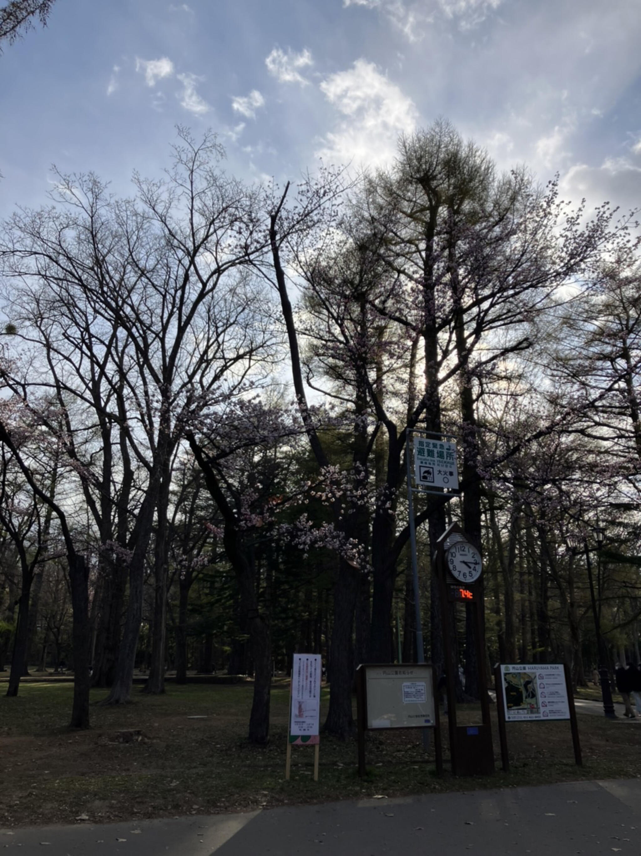 円山公園の代表写真8