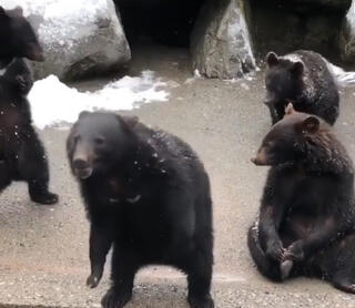 奥飛騨クマ牧場のクチコミ写真1