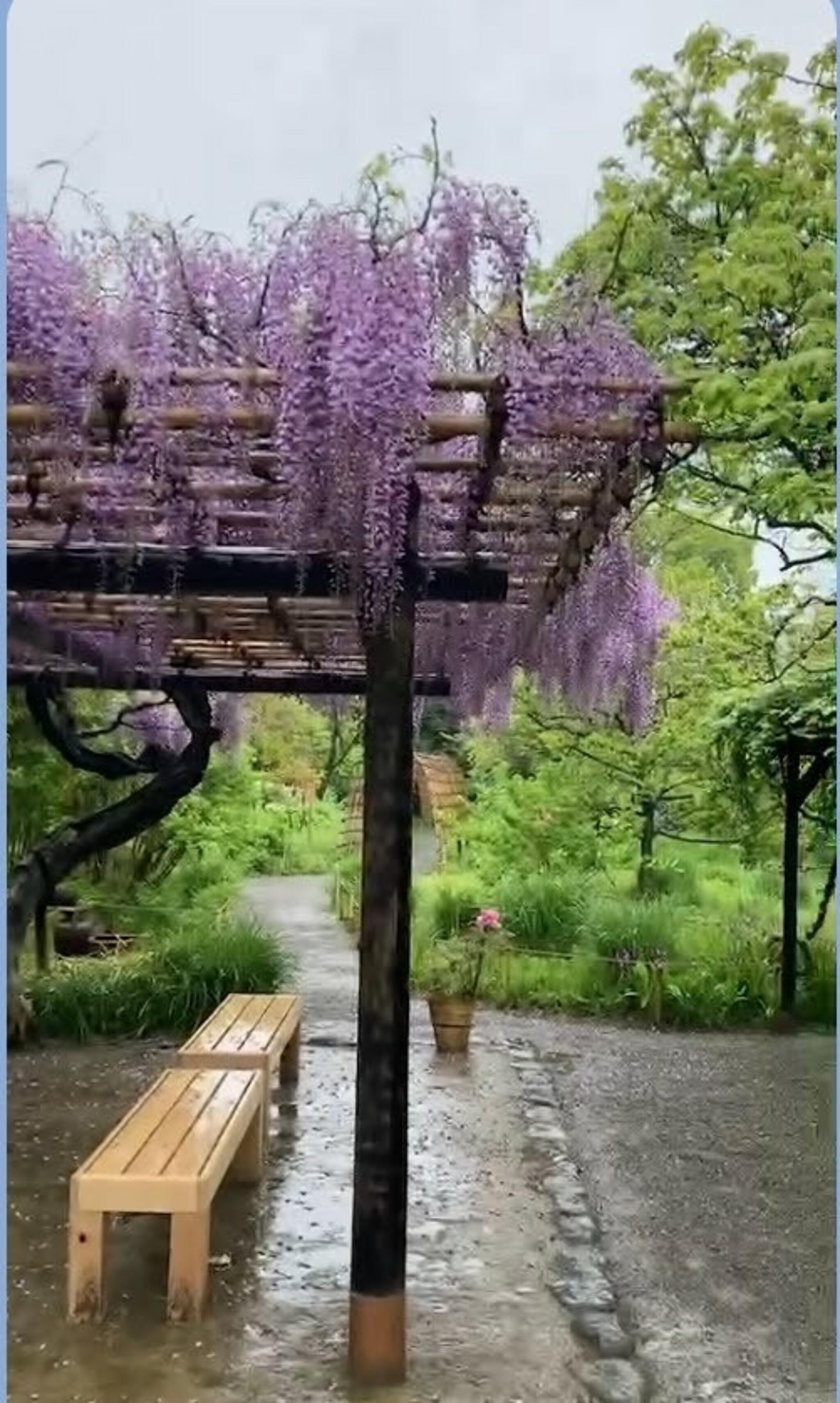 向島百花園の代表写真2