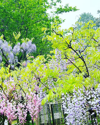 春日大社 萬葉植物園のクチコミ写真2
