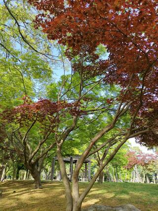 赤塚公園のクチコミ写真9