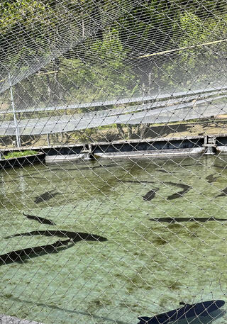 小林市出の山淡水魚水族館のクチコミ写真1