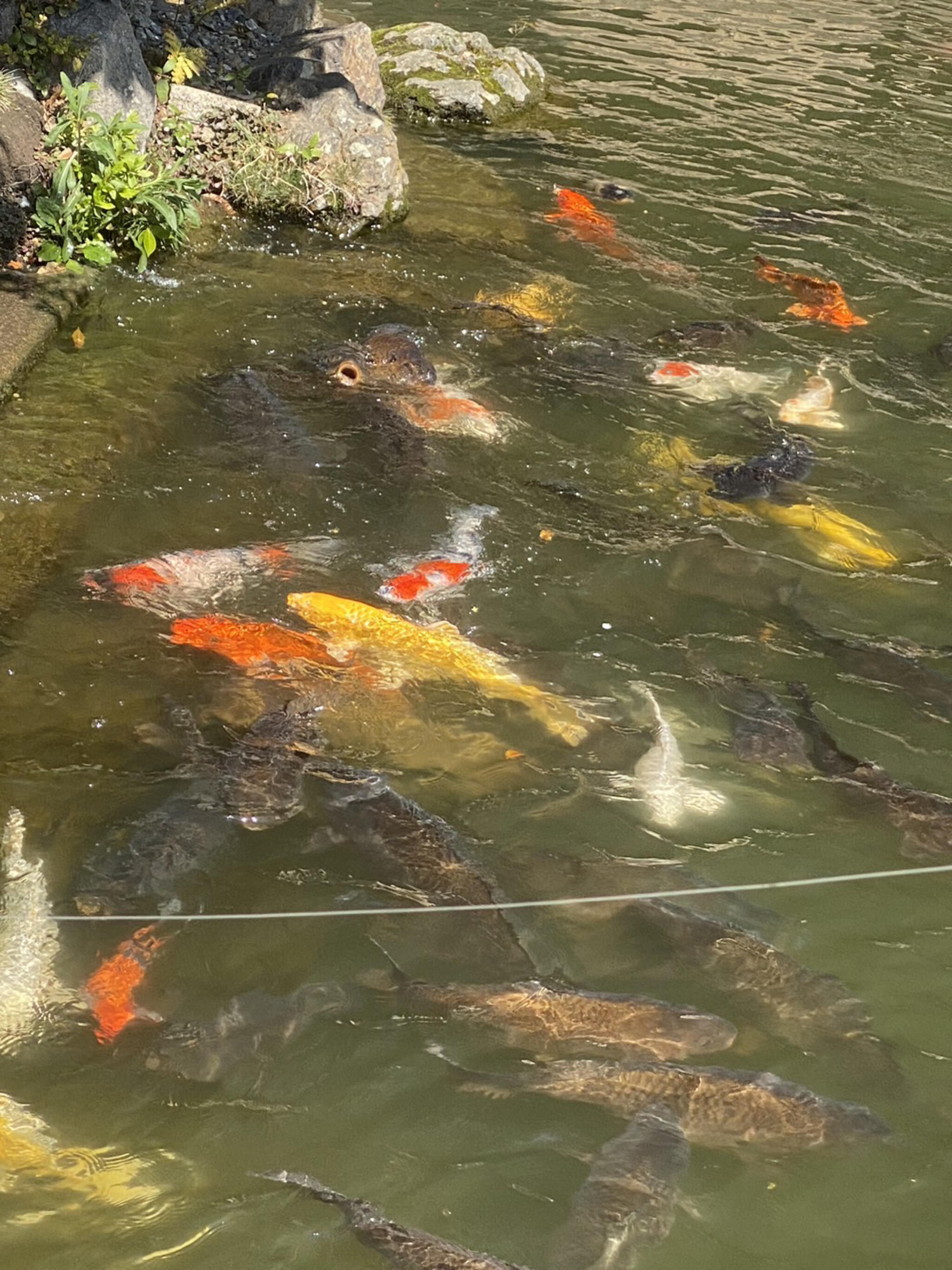 二子山公園の代表写真6