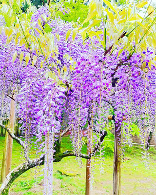 春日大社 萬葉植物園のクチコミ写真3