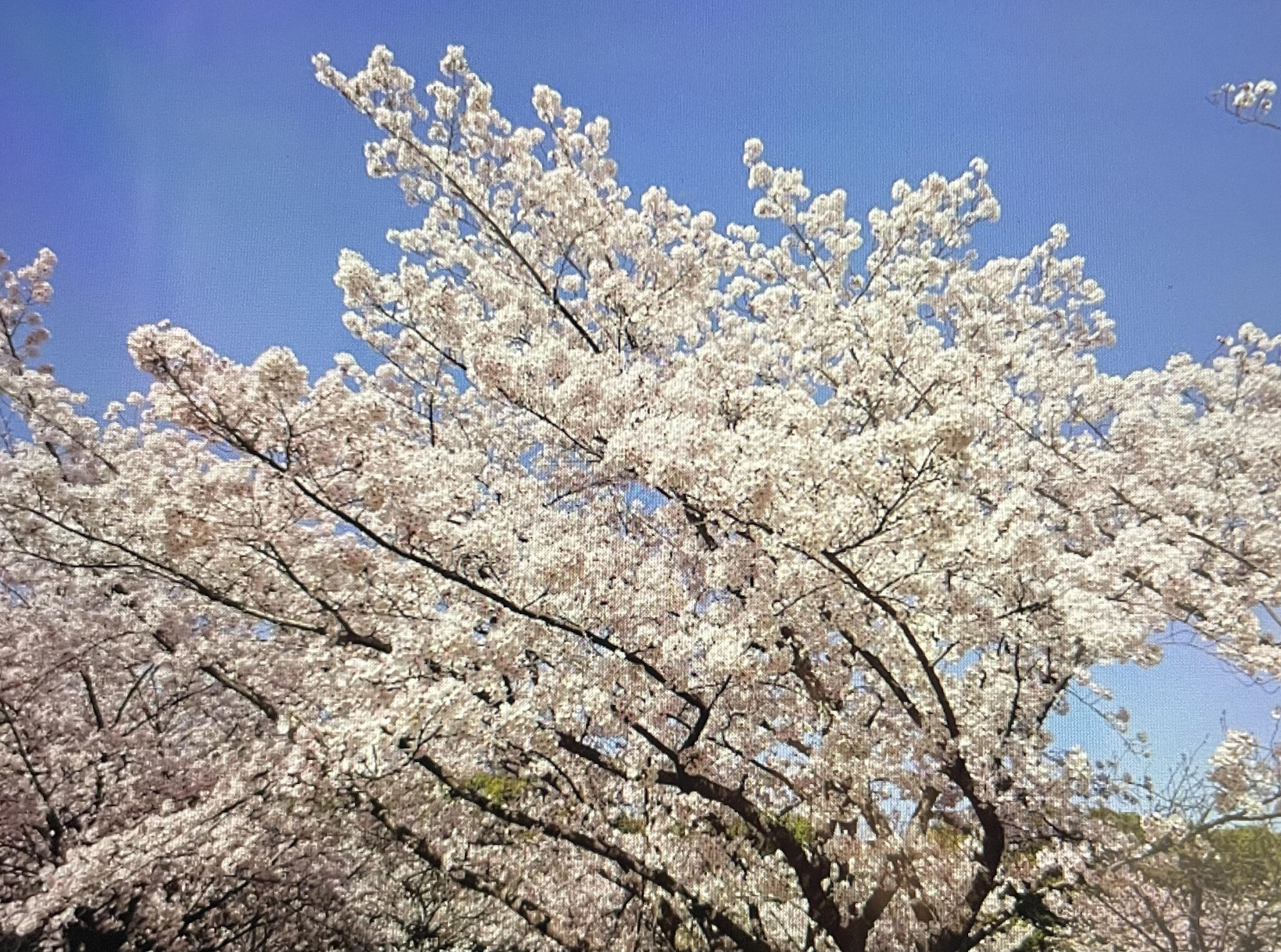 西神中央公園の代表写真2