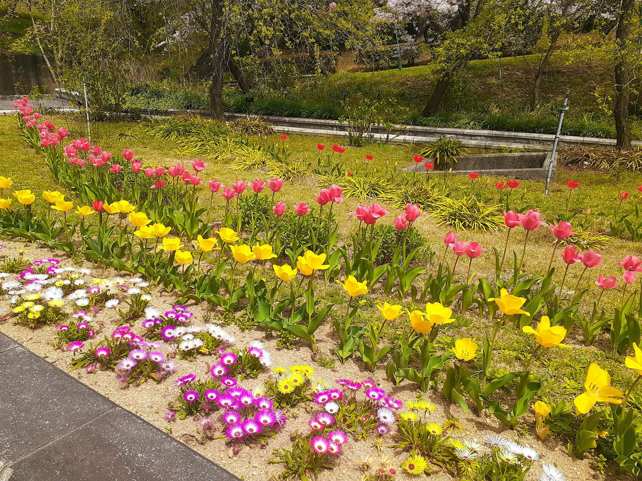 岡山市半田山植物園の代表写真3