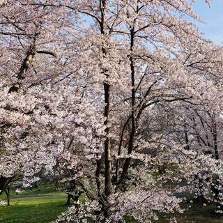 農試公園の写真22