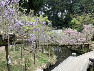 春日大社 萬葉植物園のクチコミ写真1