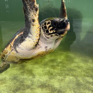 わくわく海中水族館シードーナツの写真2