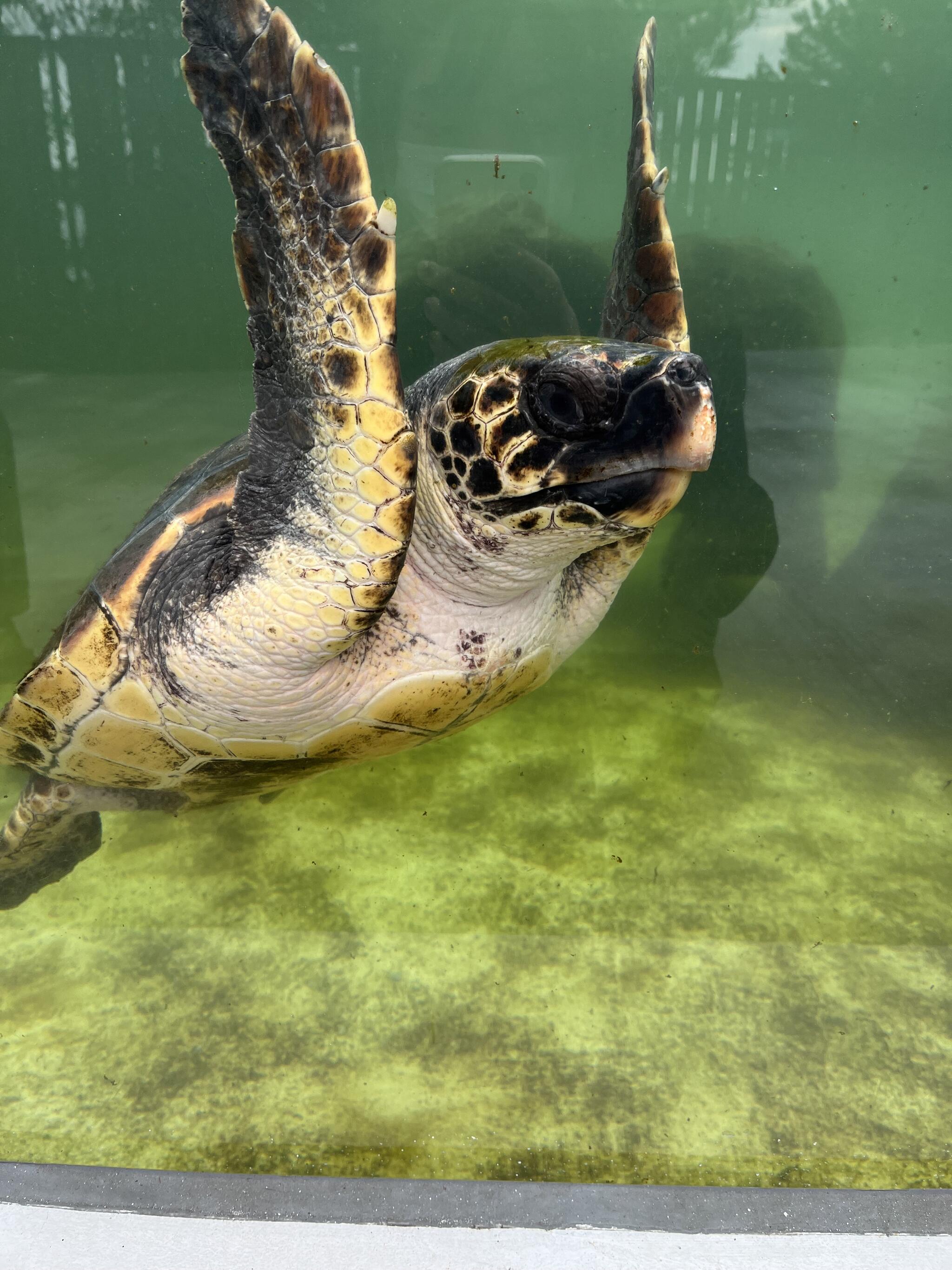 わくわく海中水族館シードーナツの代表写真2