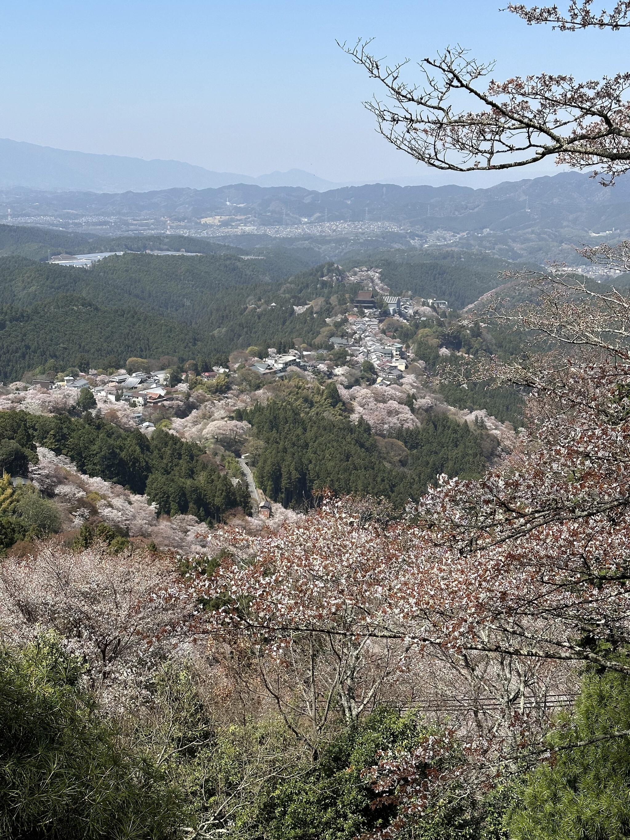 吉野山の桜 吉野郡吉野町大字吉野山/観光名所 Yahoo!マップ
