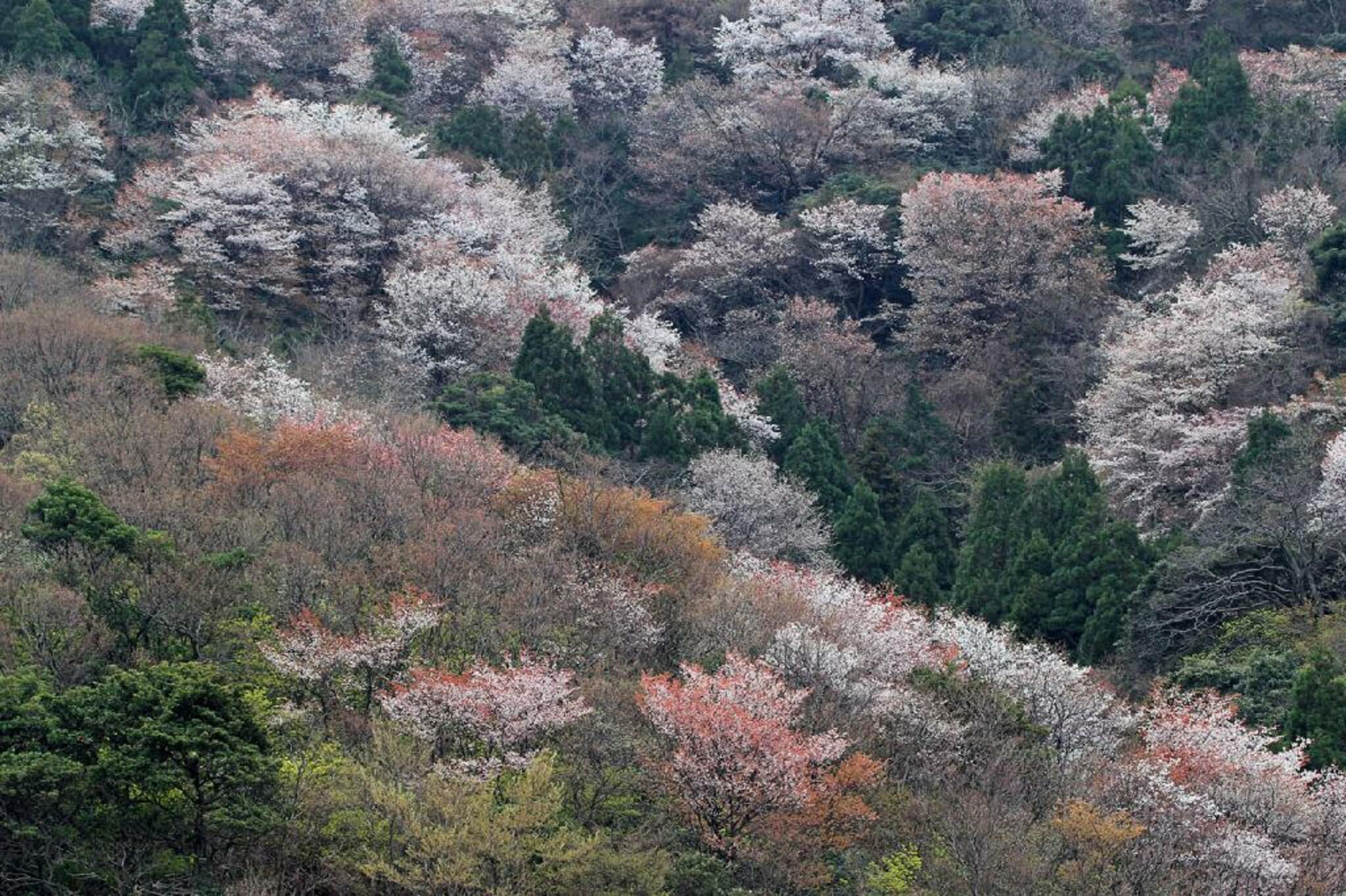 神子の山桜 - 三方上中郡若狭町神子/レジャー施設 | Yahoo!マップ