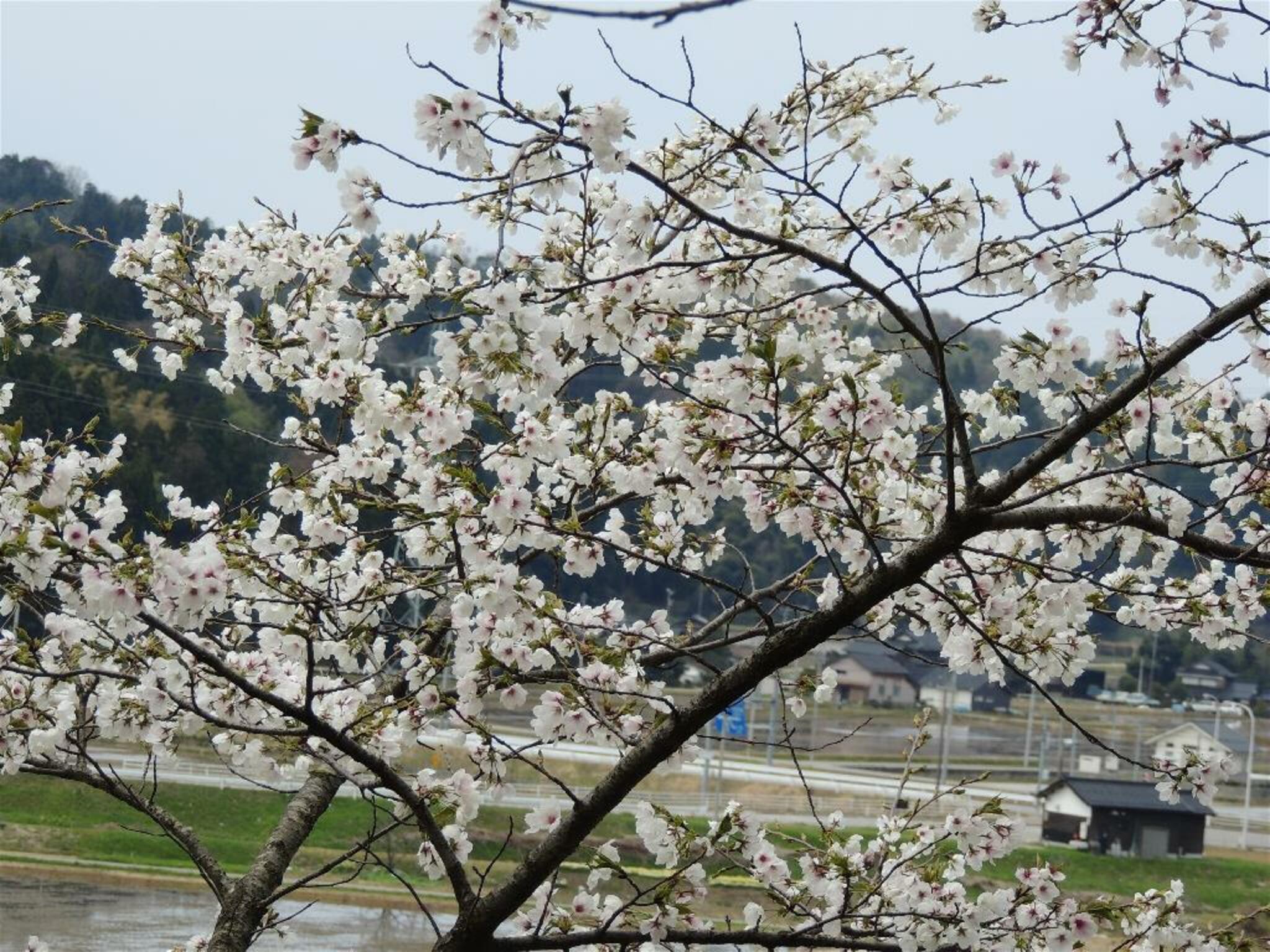志乎・桜の里温泉古墳の湯の代表写真6