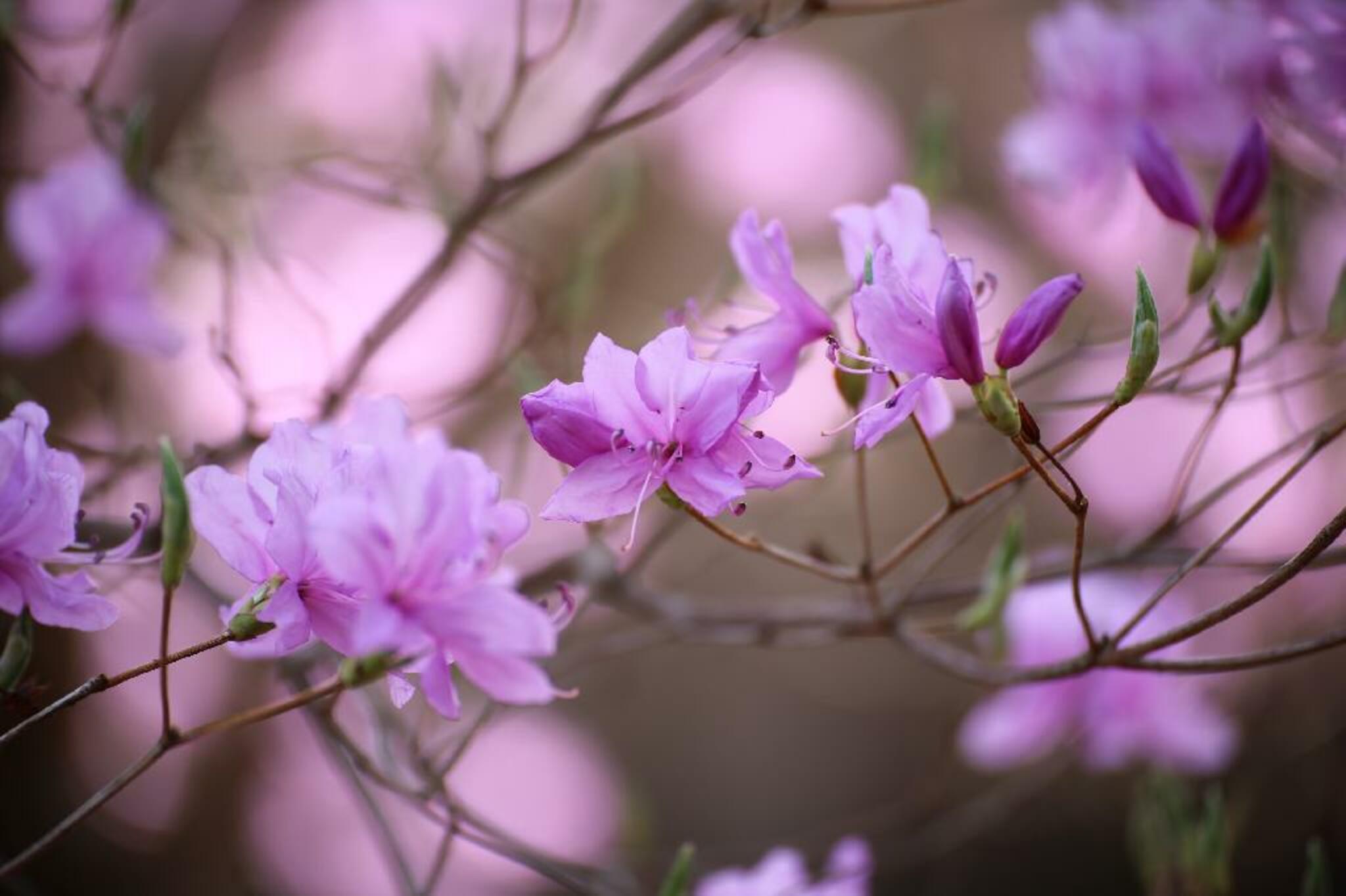 妙義神社しだれ桜の代表写真3