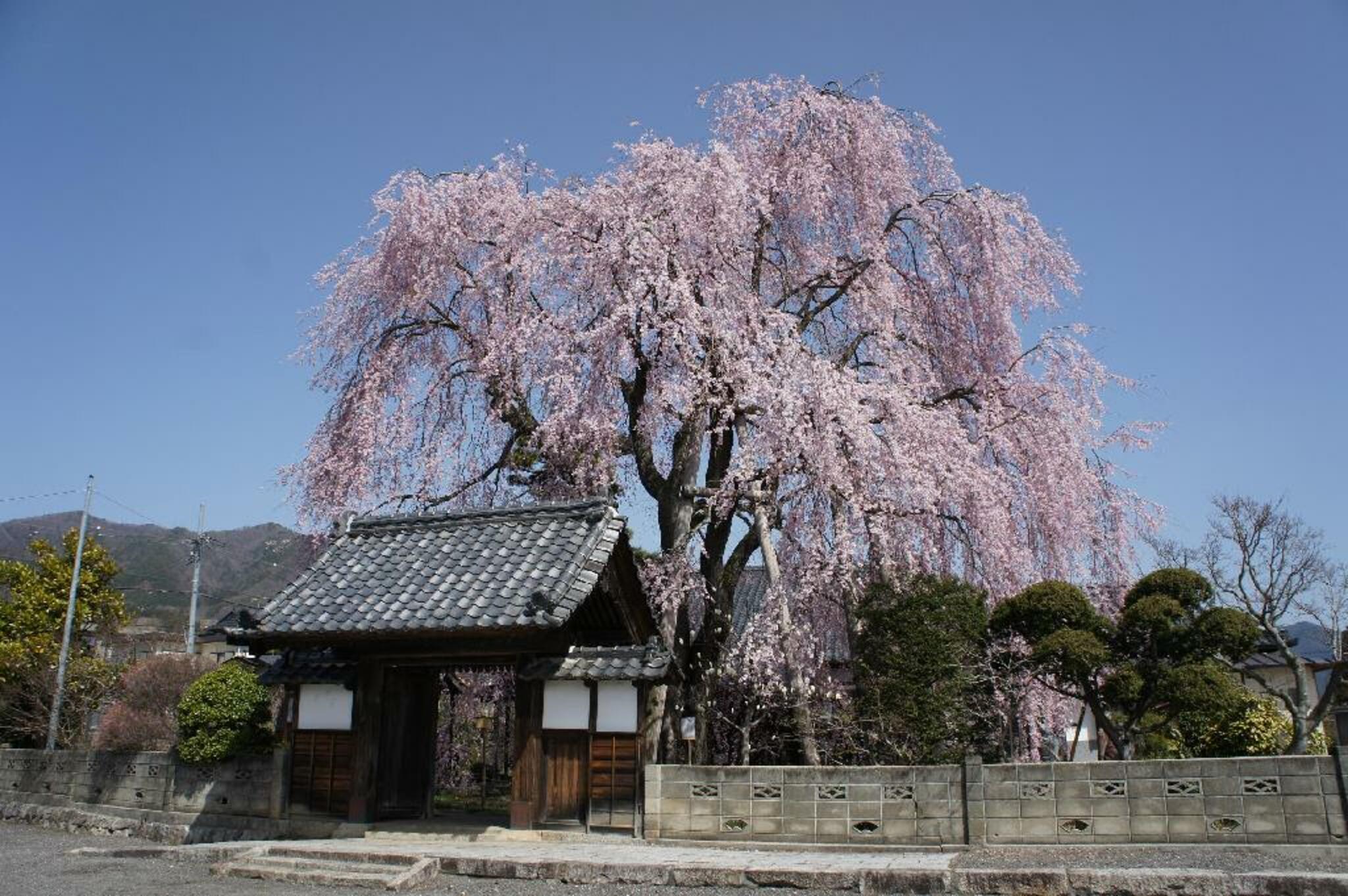 駒つなぎの桜 安い 駐車