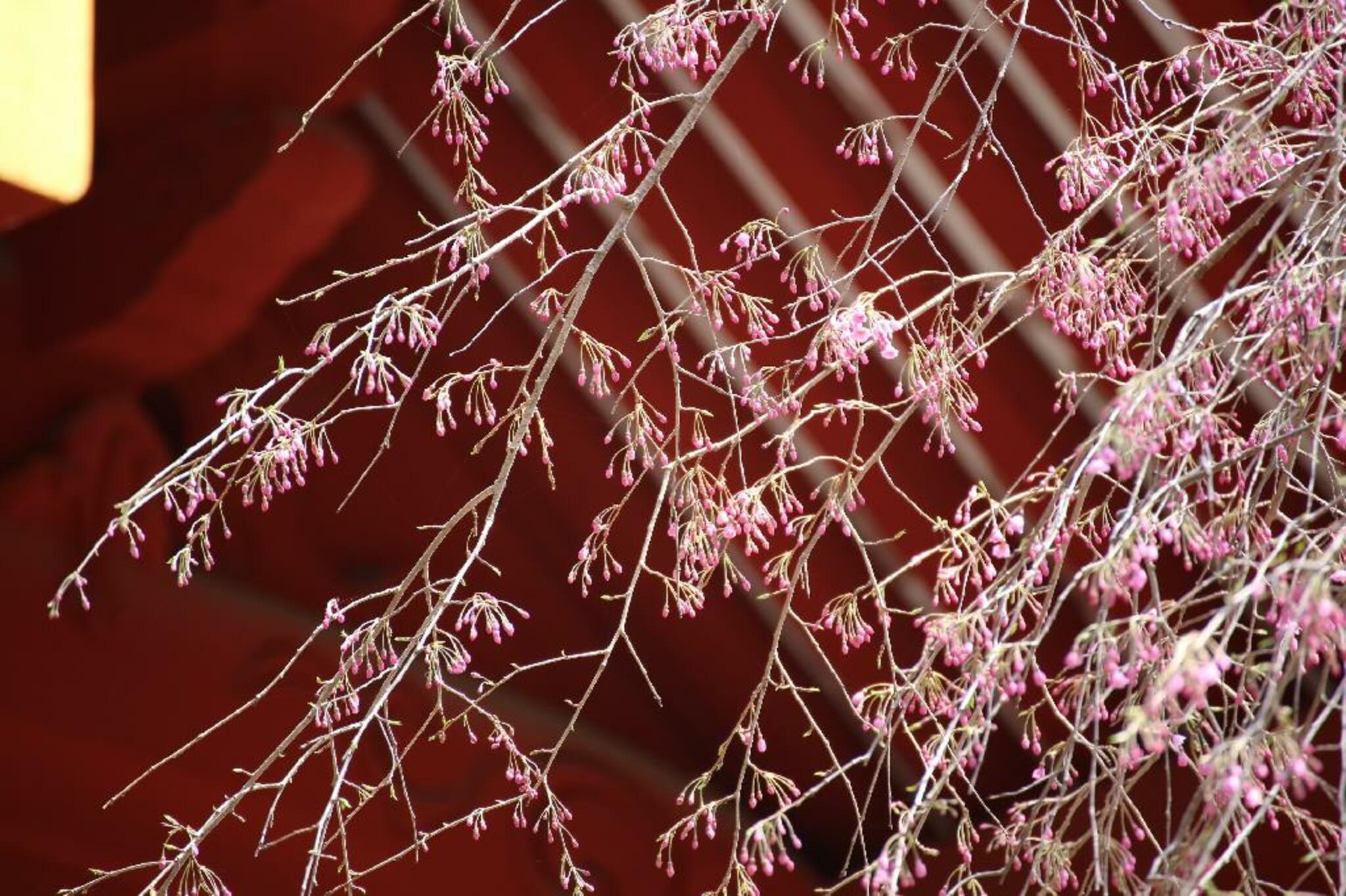 妙義神社しだれ桜の代表写真4